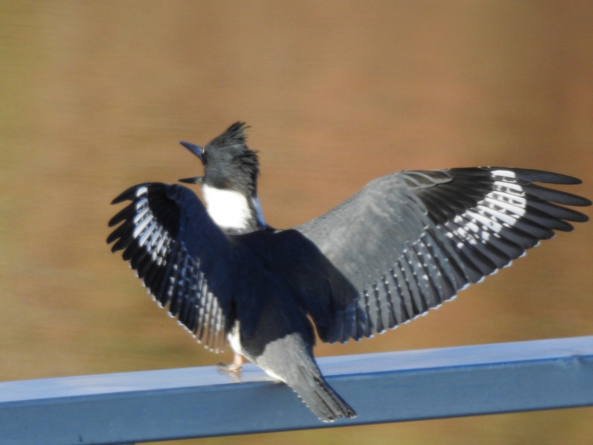 Belted Kingfisher - ML497604541
