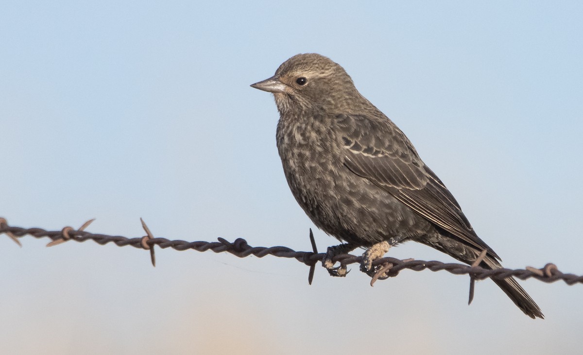 Tricolored Blackbird - ML497604591