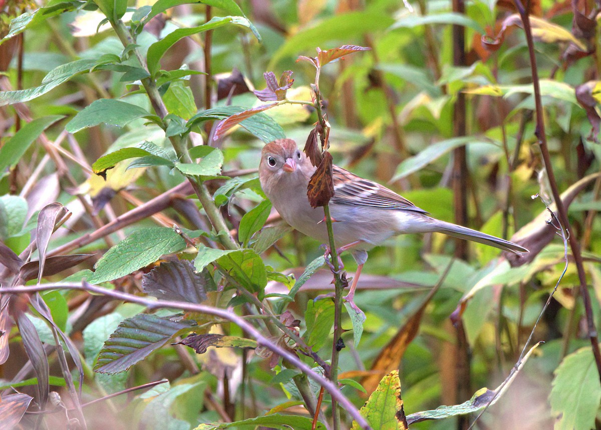 Field Sparrow - Craig Heberton