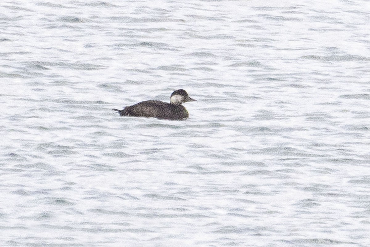 Black Scoter - Gerald Romanchuk