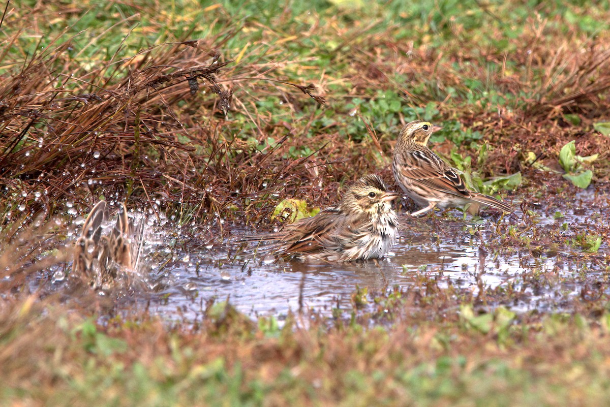 Savannah Sparrow - ML497605311