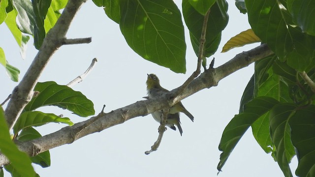 Ashy-bellied White-eye - ML497606401