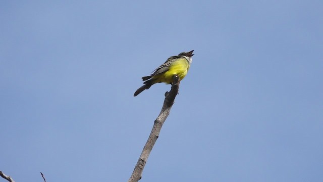 Tropical Kingbird - ML497606881