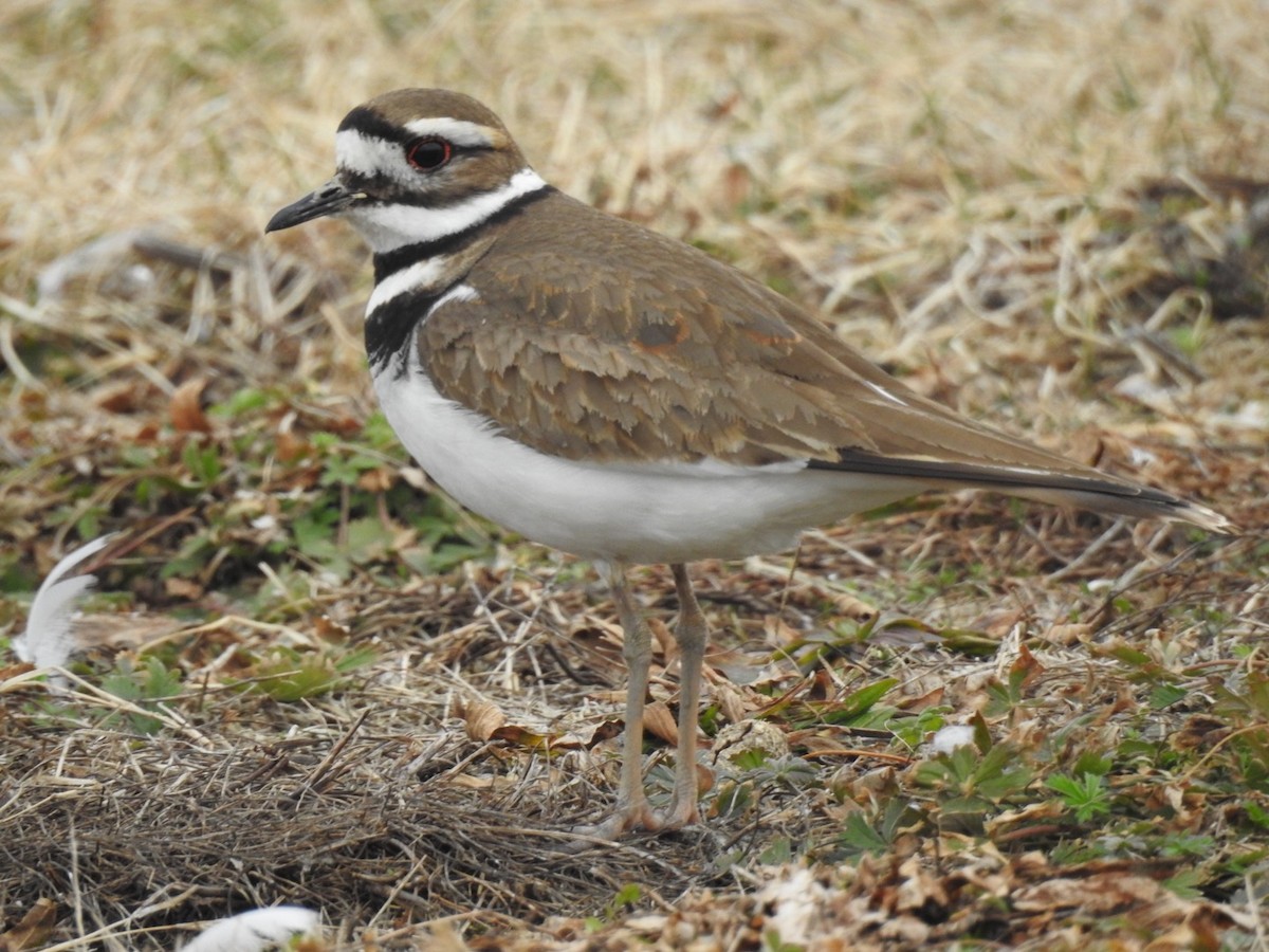 Killdeer - Zach Schwartz-Weinstein