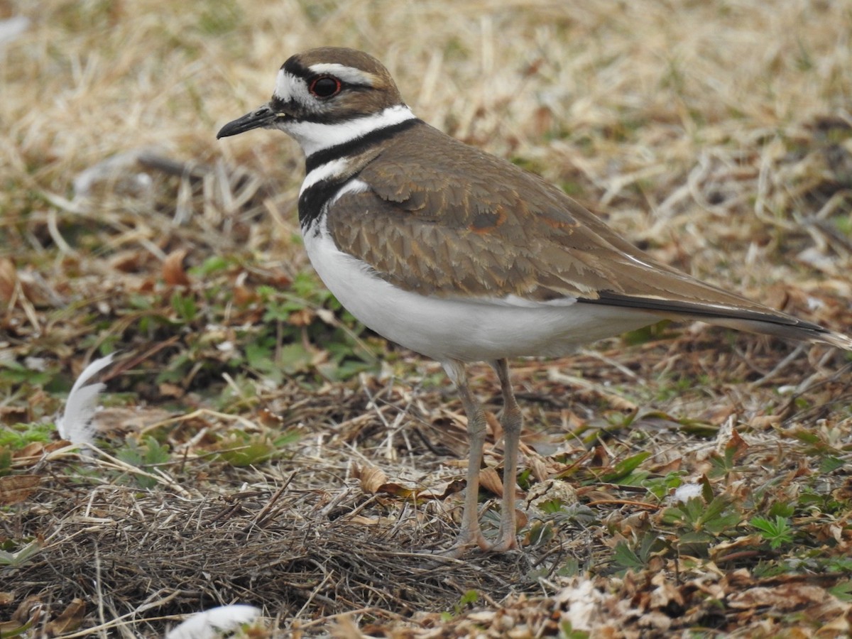 Killdeer - Zach Schwartz-Weinstein