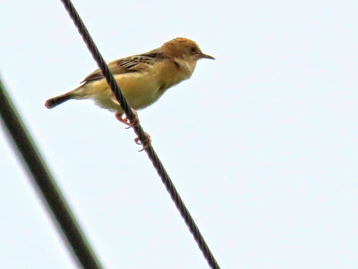 Golden-headed Cisticola - ML497607611