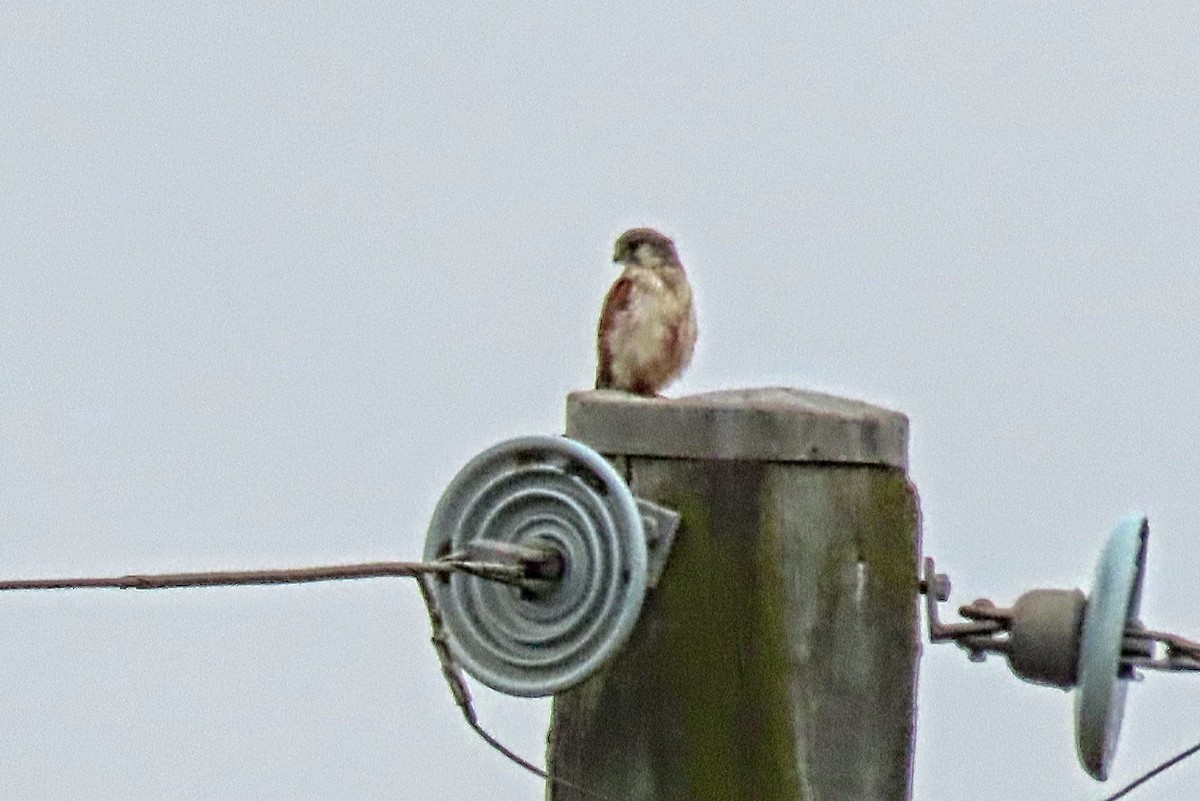 Nankeen Kestrel - ML497607791