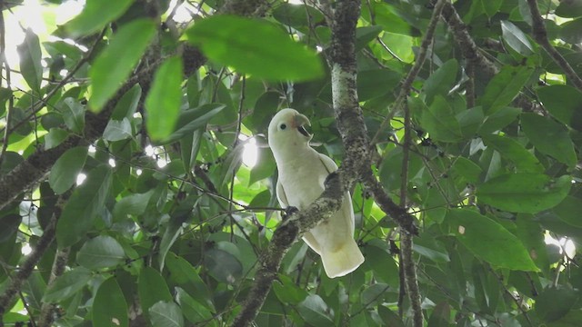 Tanimbar Corella - ML497607951