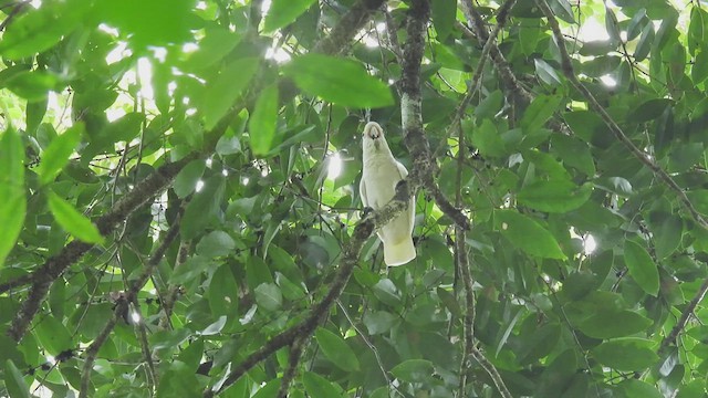 Cacatúa de las Tanimbar - ML497607961