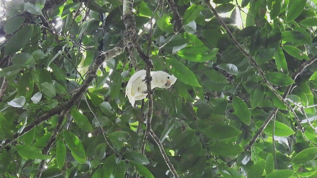 Cacatúa de las Tanimbar - ML497607971