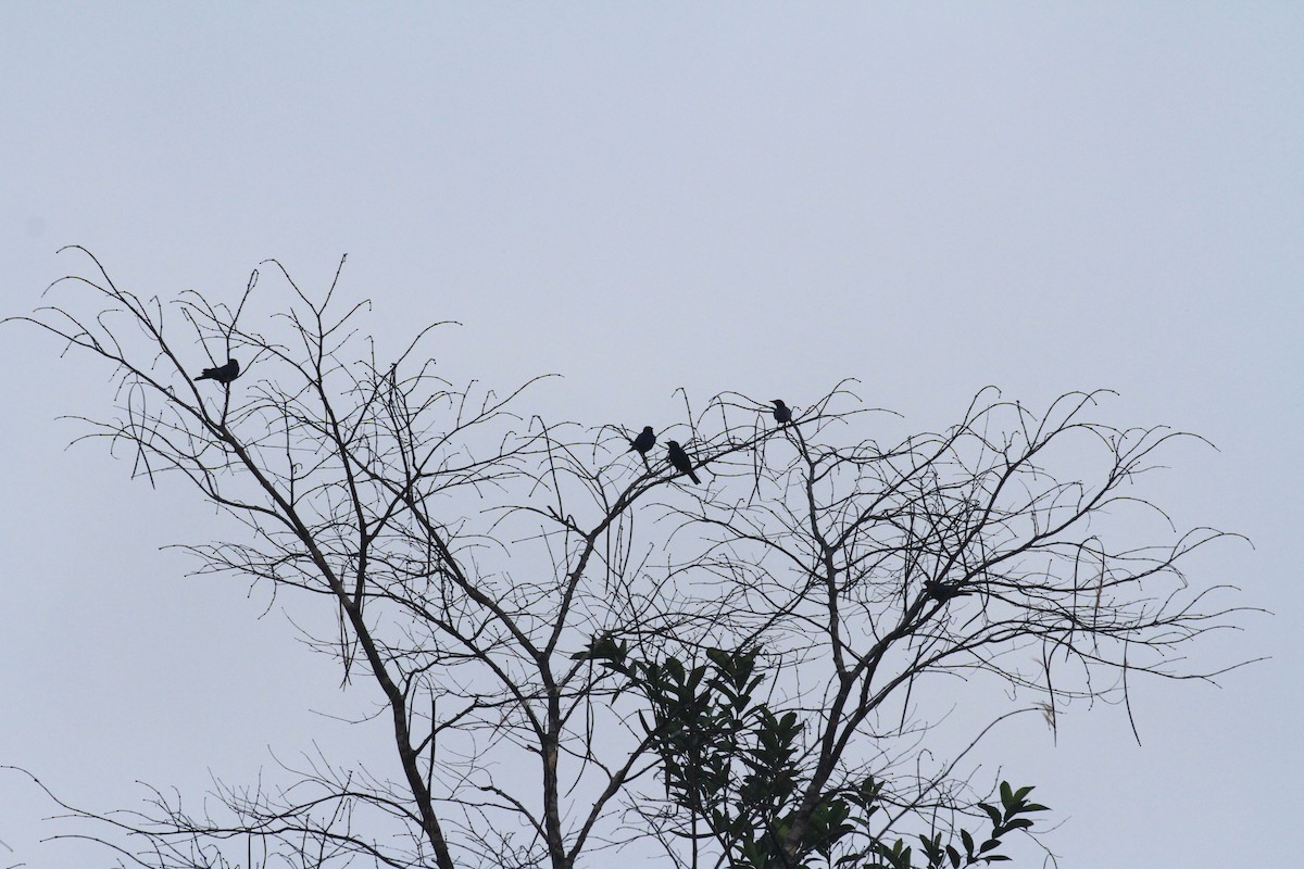 Copper-tailed Starling - ML49760821