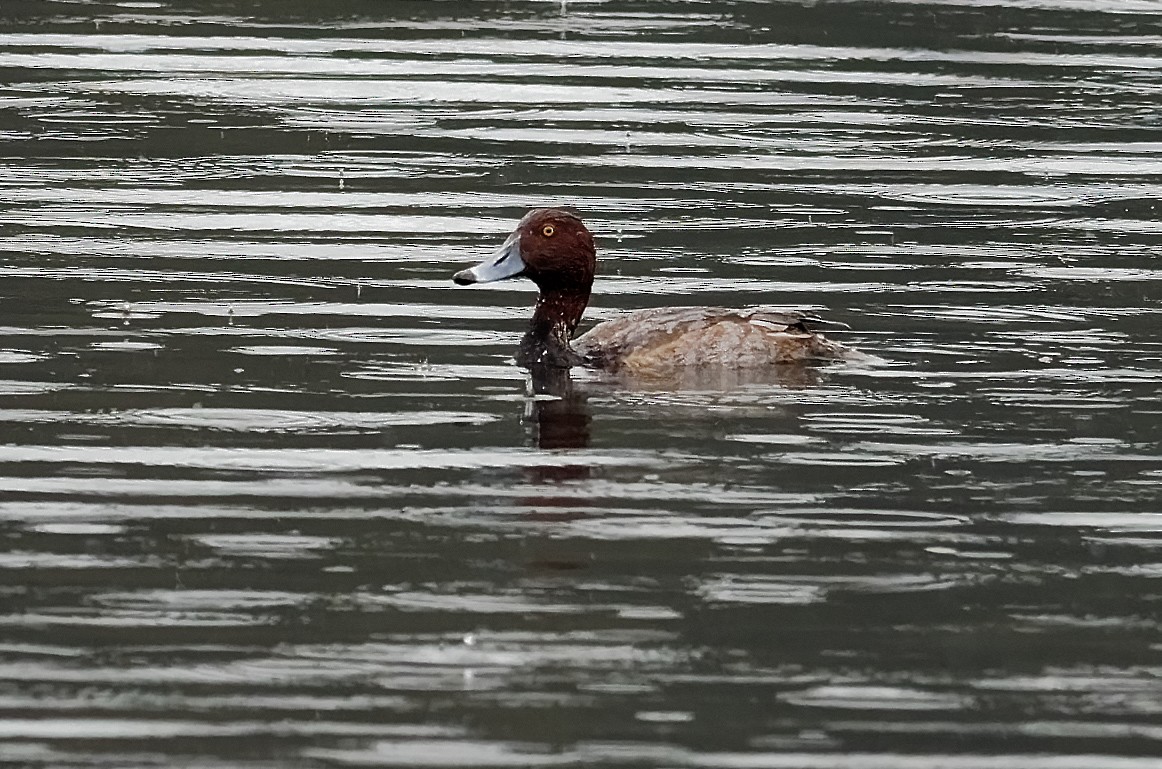 Redhead - ML497608571
