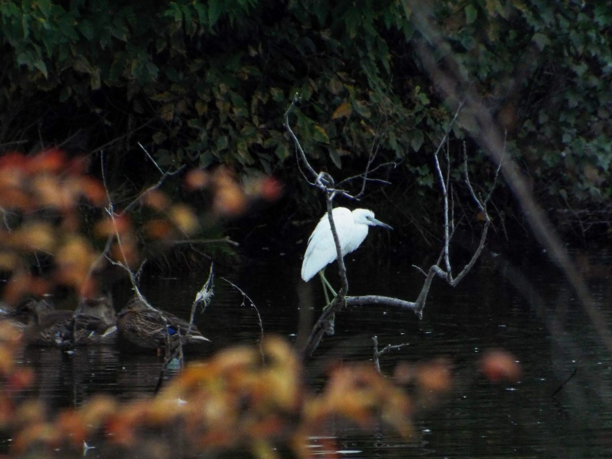 Little Blue Heron - ML497608901