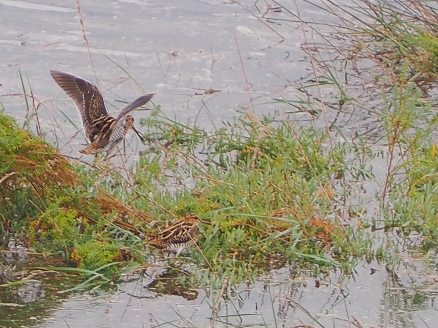 Common Snipe - ML497609121