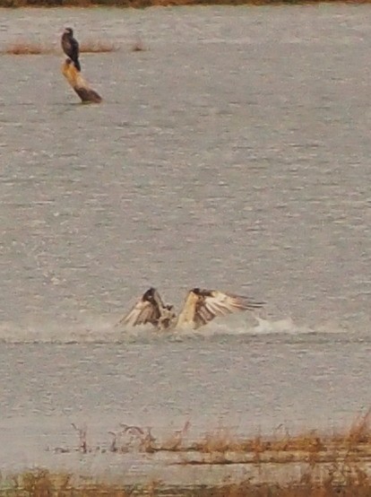 Águila Pescadora - ML497609331