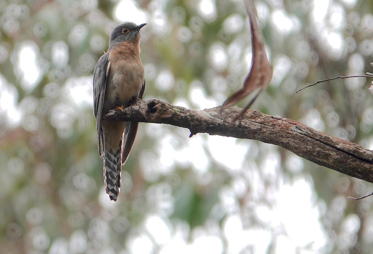 Fan-tailed Cuckoo - ML497609491