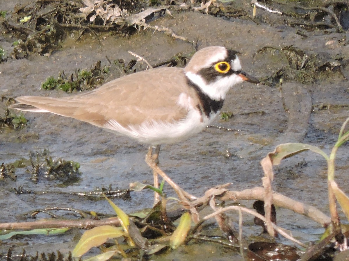 Little Ringed Plover - Subhajit Roy