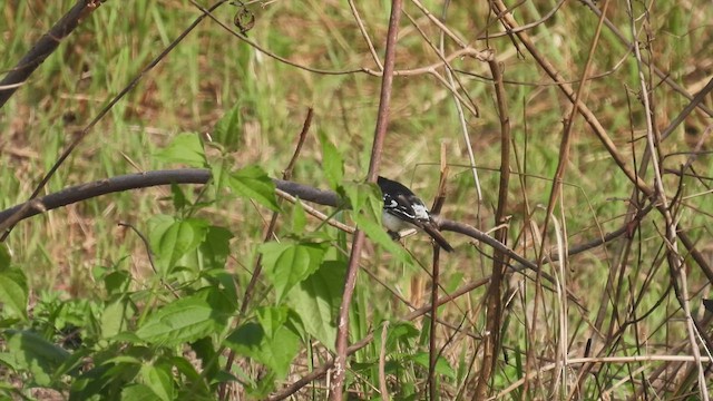 Tanimbarraupenfänger - ML497610521