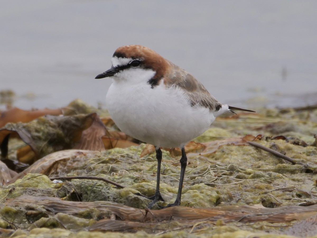 Red-capped Plover - ML497610801