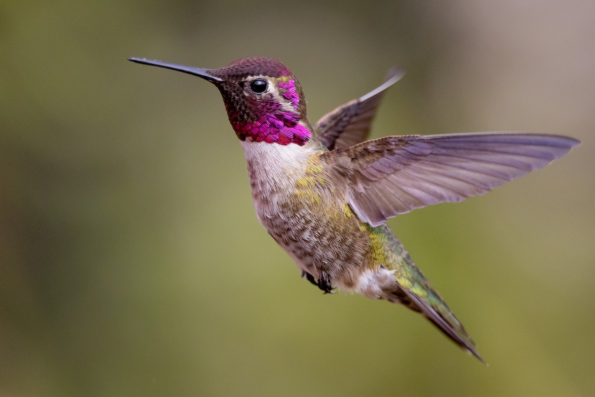 Anna's Hummingbird - Blake Matheson