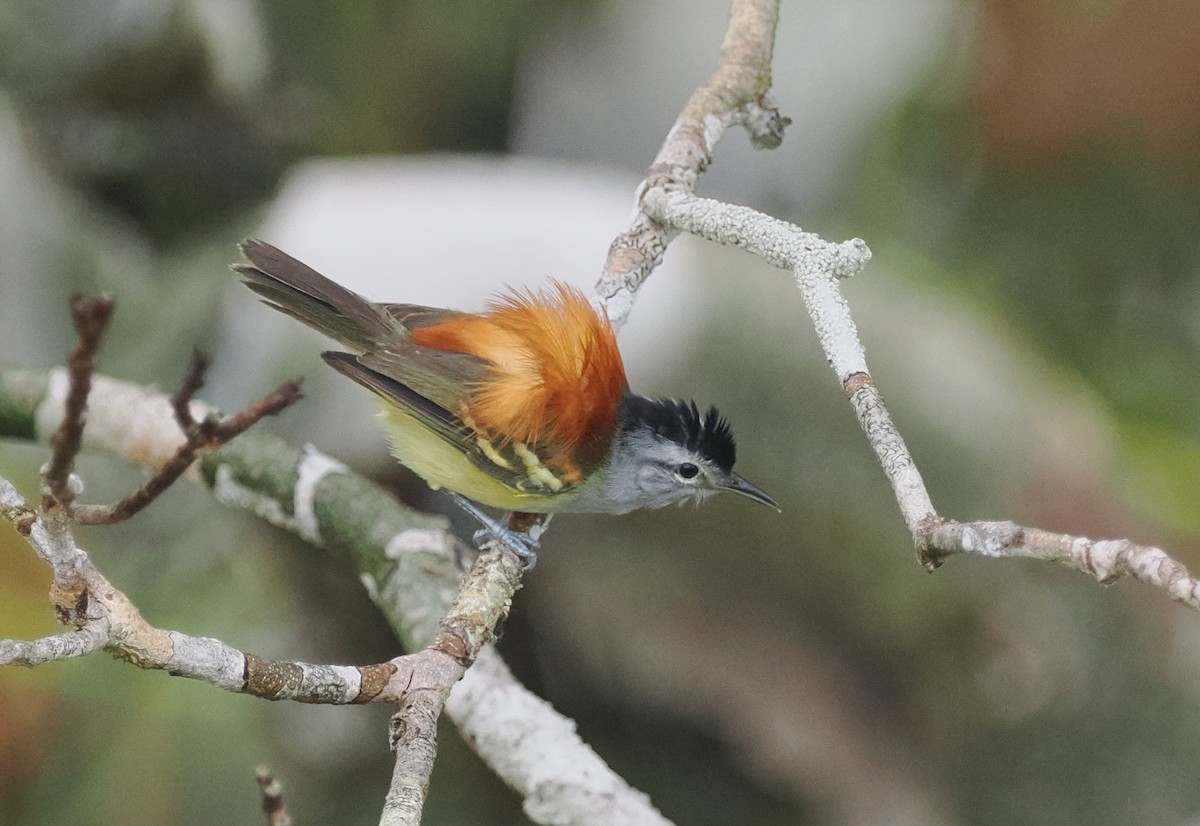 Chestnut-shouldered Antwren - ML497612441