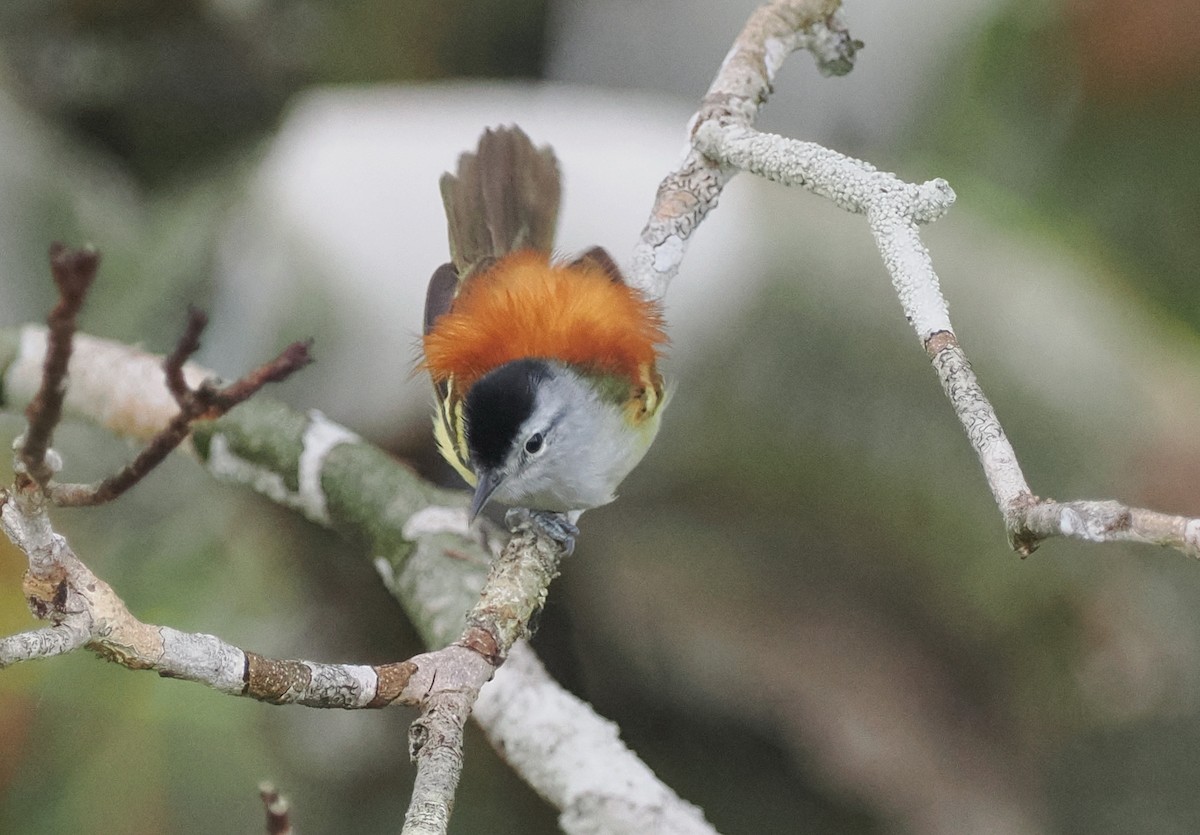 Chestnut-shouldered Antwren - ML497612471