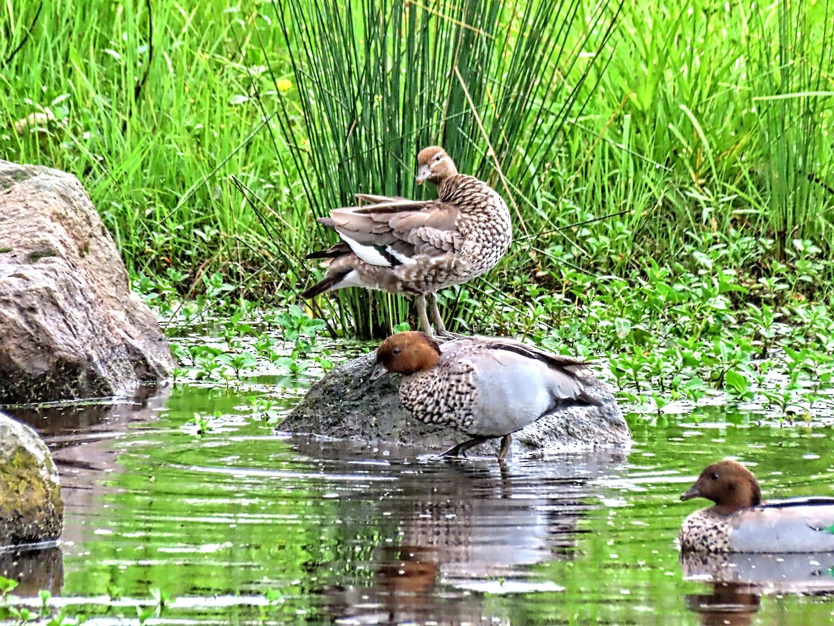 Maned Duck - ML497612911