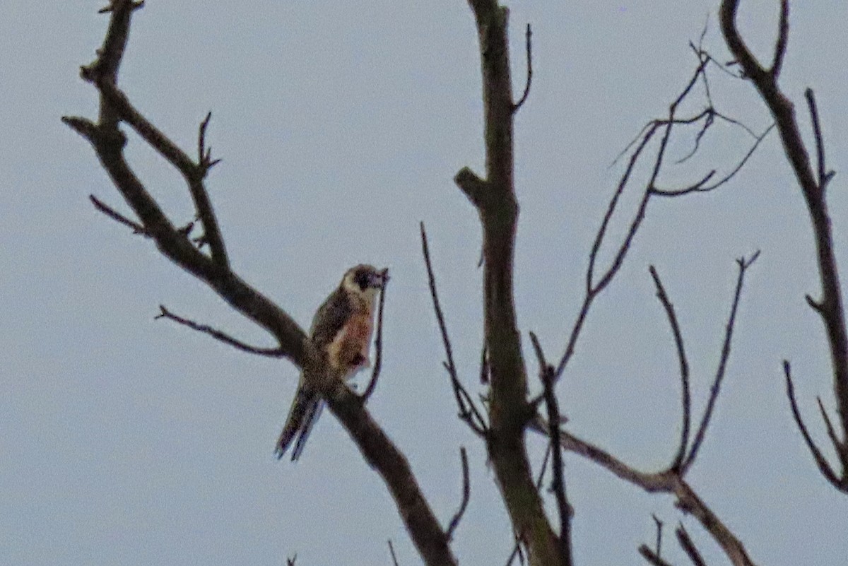 Australian Hobby - ML497612941