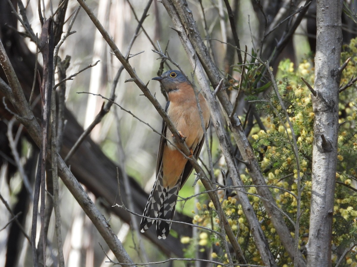 Fan-tailed Cuckoo - Lim Kim Chye