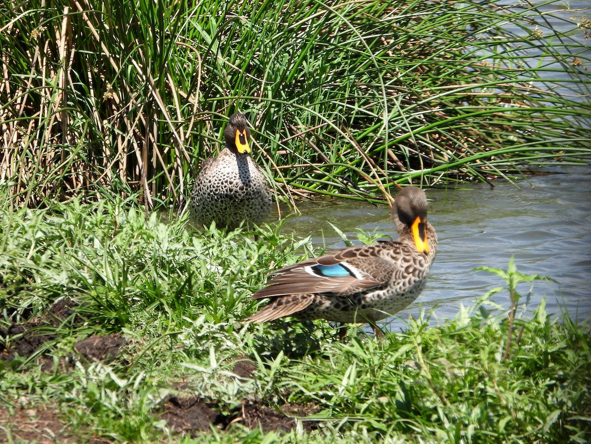 Yellow-billed Duck - ML497613581