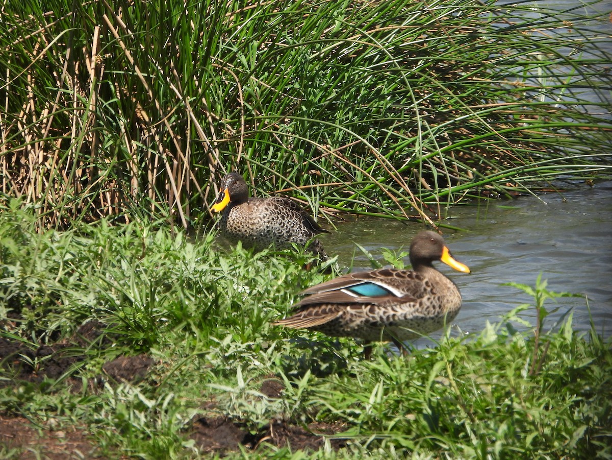 Yellow-billed Duck - ML497613601