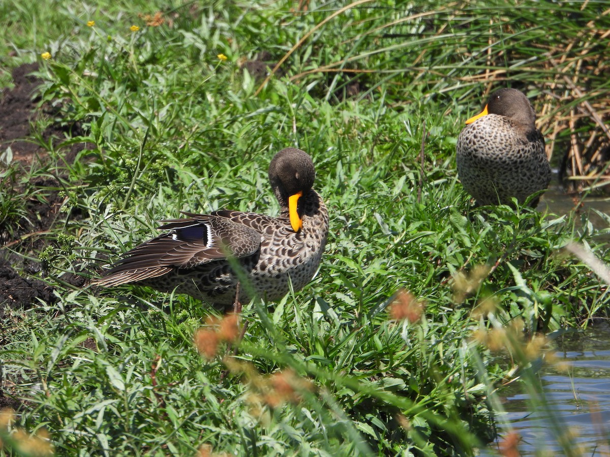 Yellow-billed Duck - ML497613611