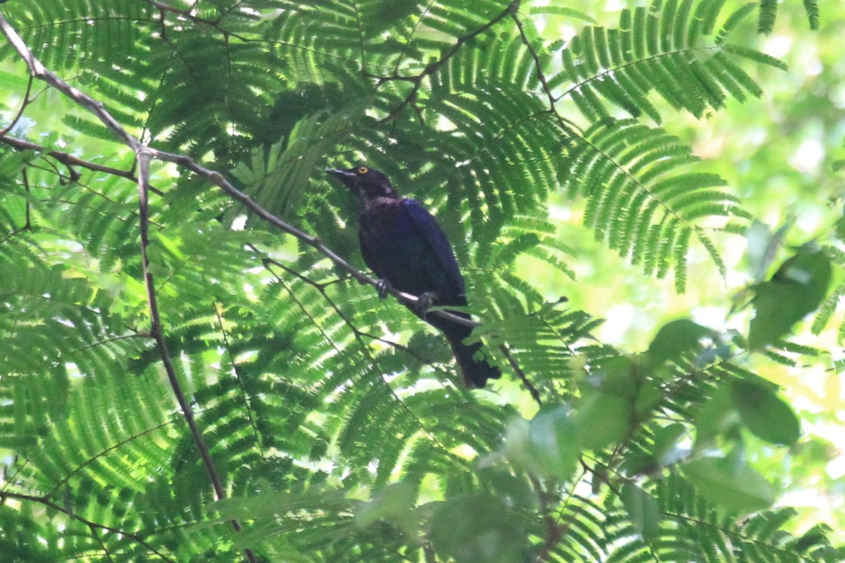 Copper-tailed Starling - ML49761411