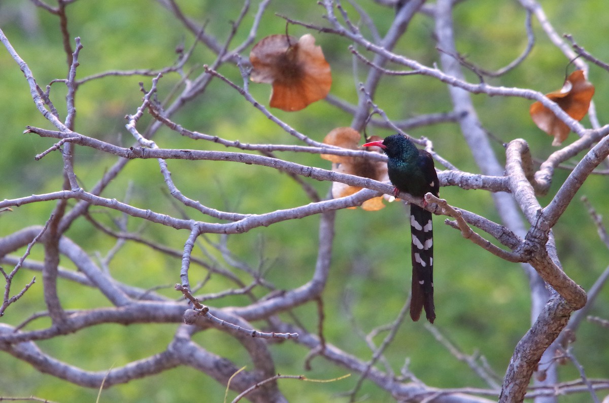 Green Woodhoopoe - Thomas ARMAND