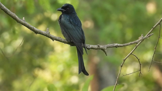 tykknebbdrongo - ML497616061