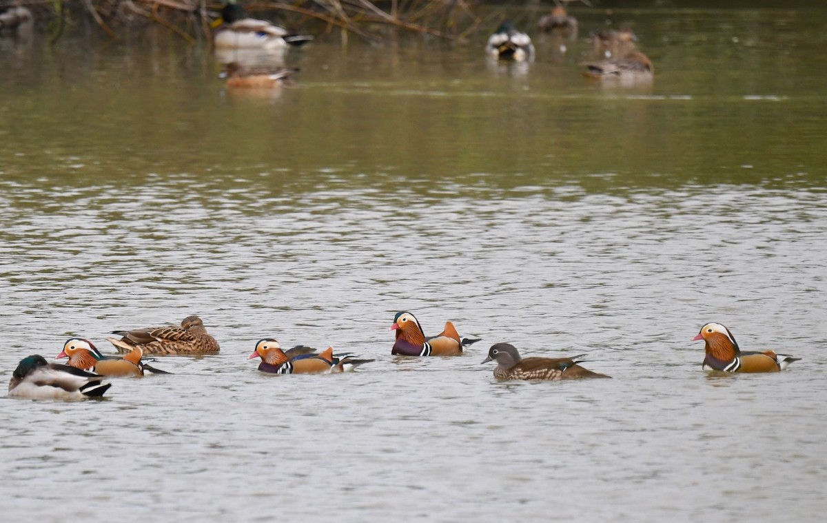 Mandarin Duck - ML497616661