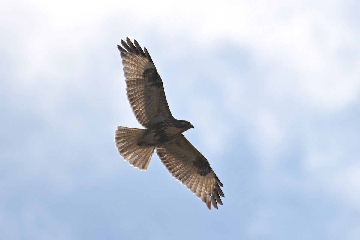 Eastern Buzzard - ML497617181