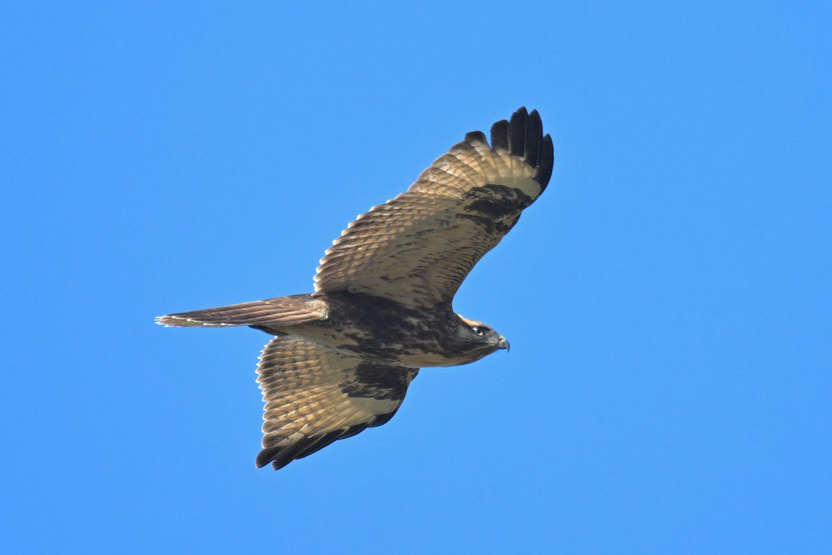 Eastern Buzzard - ML497617191