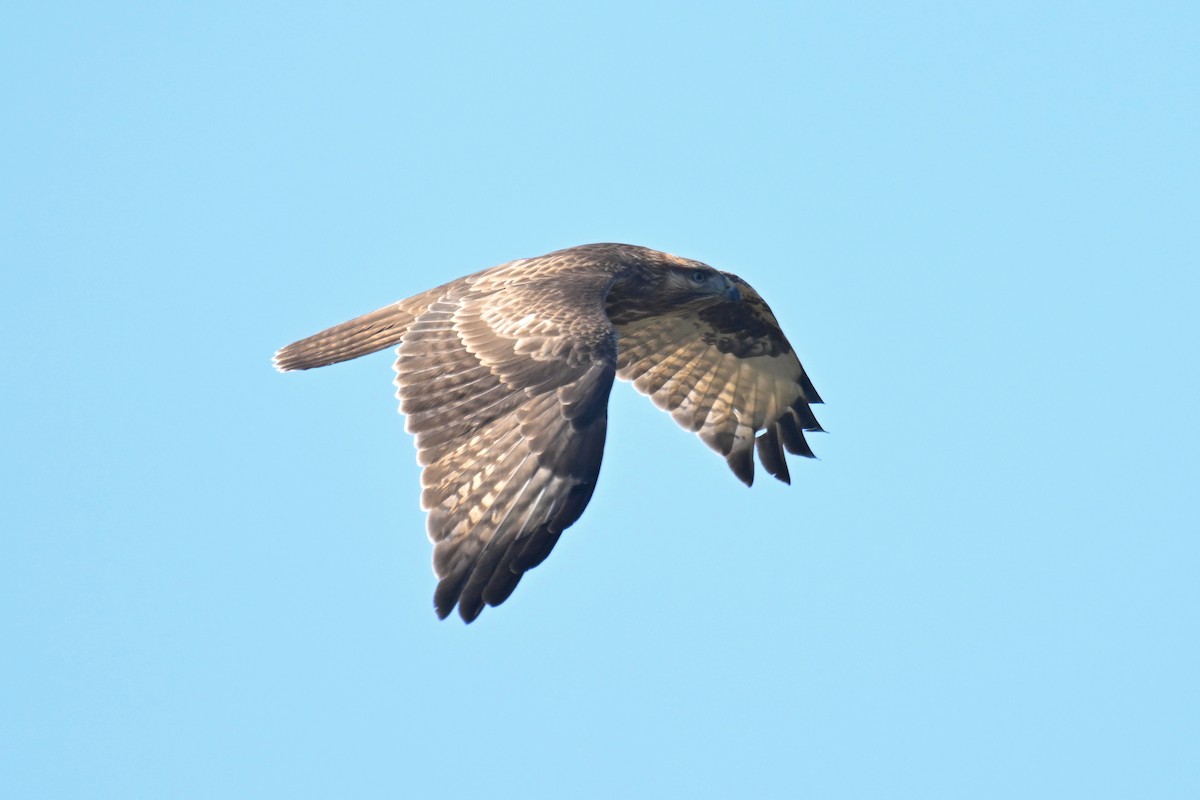 Eastern Buzzard - ML497617201