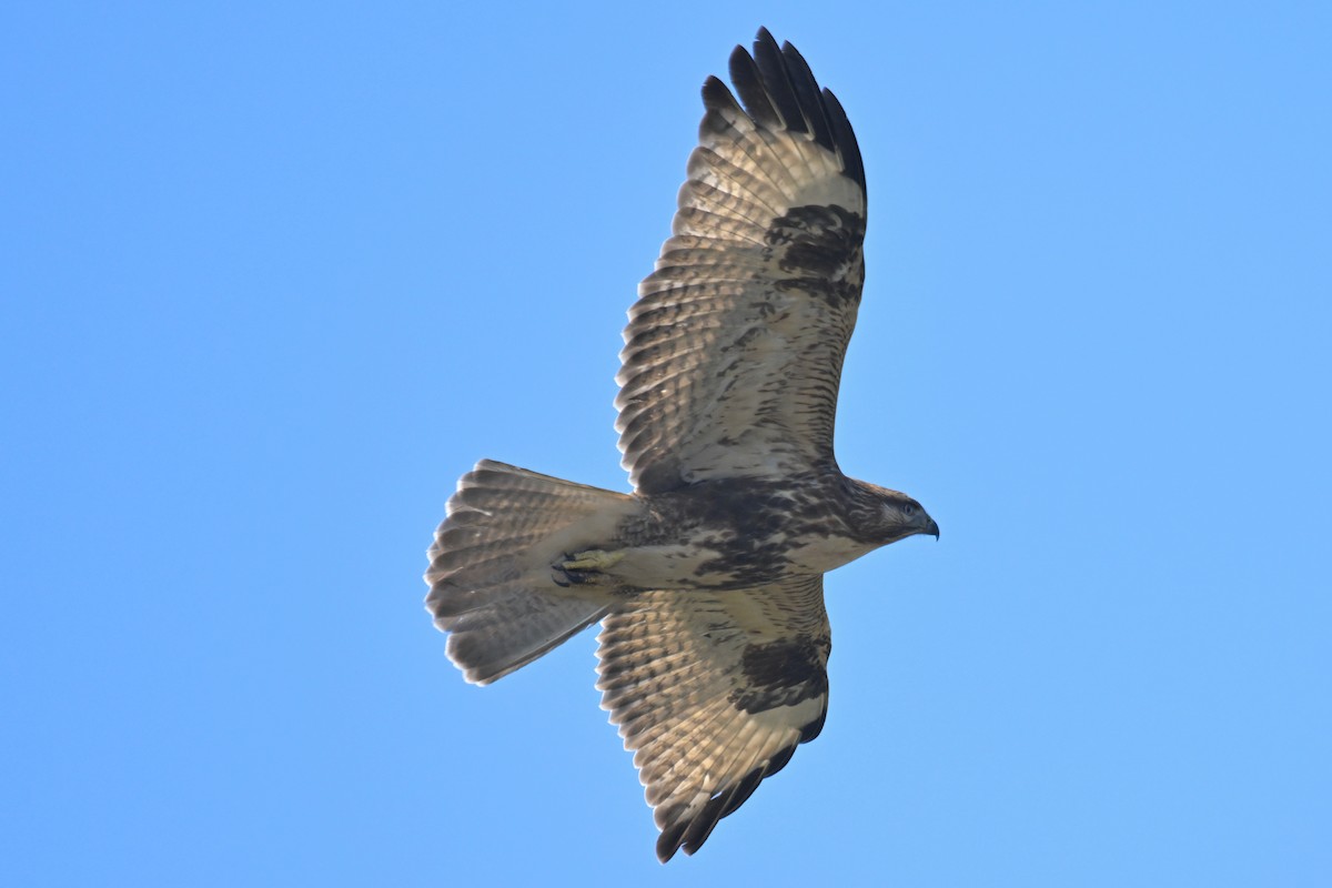 Eastern Buzzard - Ting-Wei (廷維) HUNG (洪)