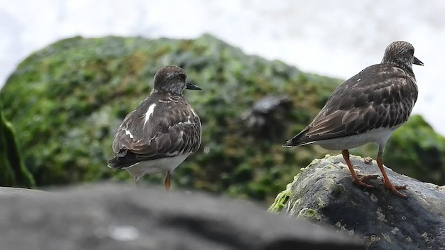 Ruddy Turnstone - ML497619171