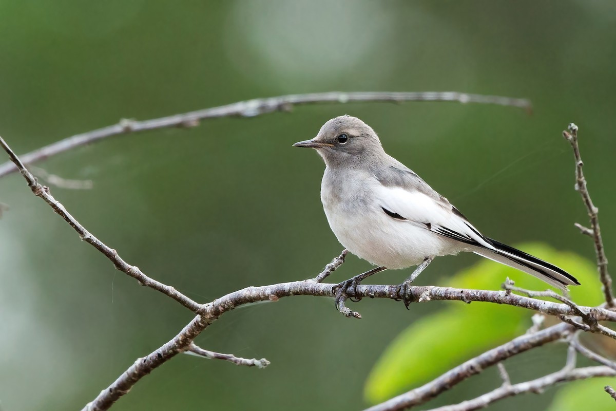 Japanese Wagtail - David Irving