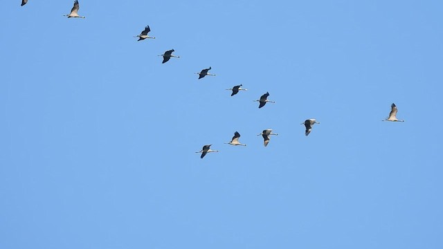 Demoiselle Crane - ML497620611