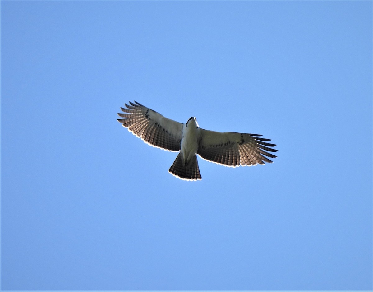 Rufous-bellied Eagle - ML497621221