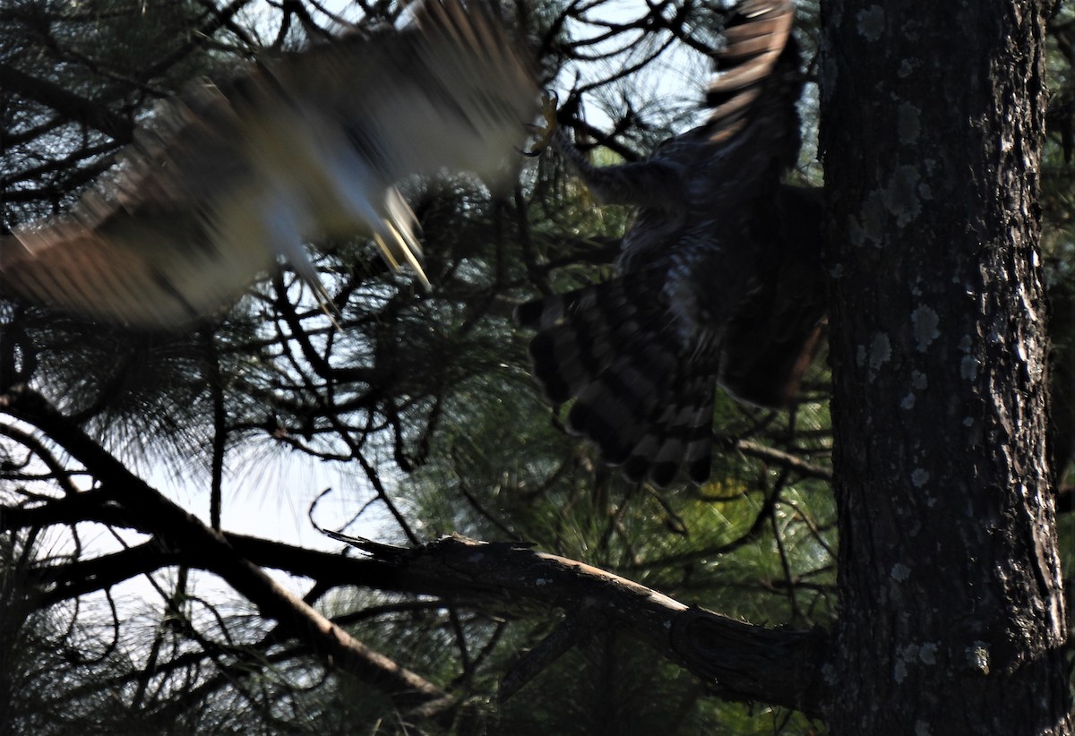 Rufous-bellied Eagle - ML497621241