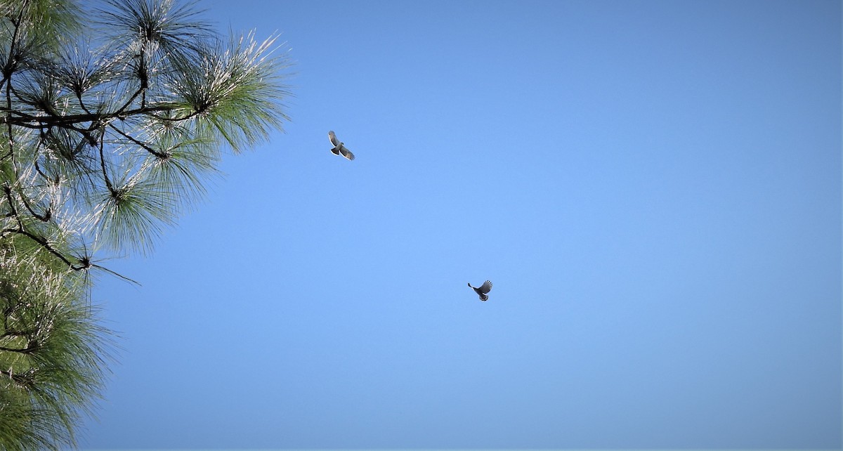 Águila Ventrirroja - ML497621291