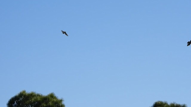 Rufous-bellied Eagle - ML497621311