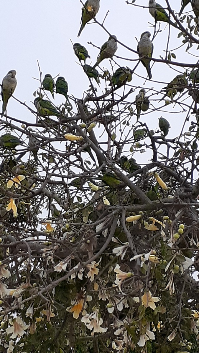 Monk Parakeet - ML497622191