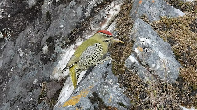 Scaly-bellied Woodpecker - ML497622671