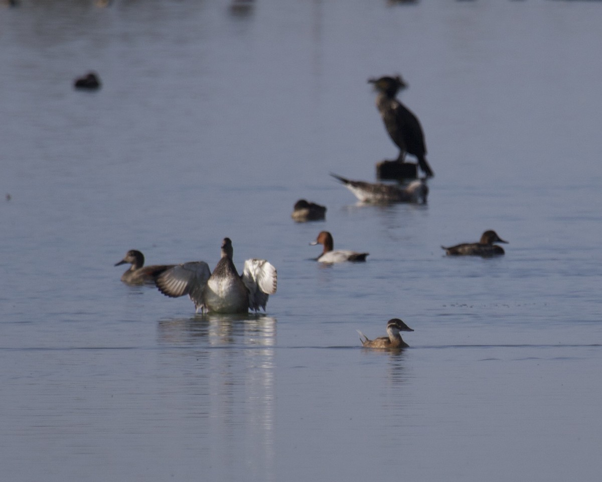 White-headed Duck - ML497623381